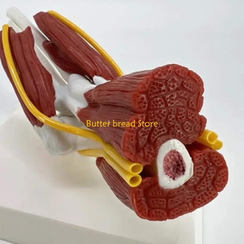 W89C筋肉質の右肘関節解剖学モデル専門教育トレーニングのための解剖学的肘関節筋神経モデル