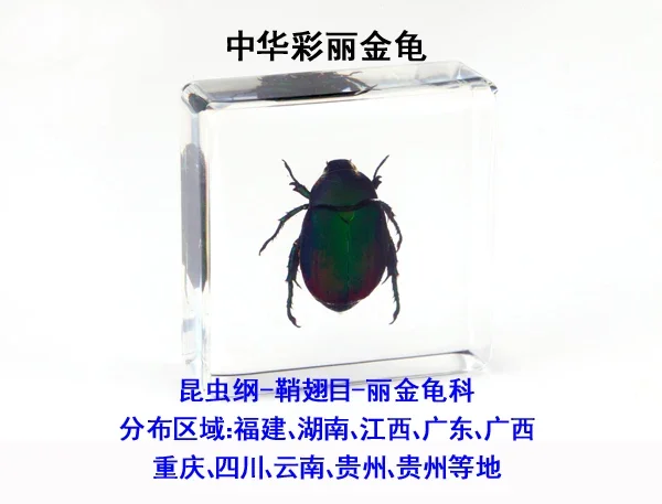 Insect Bugs Specimen in Resin Model Insect Scorpion Transparent Resin Bug Spider Beetles Insect Specimen Collection Decorations