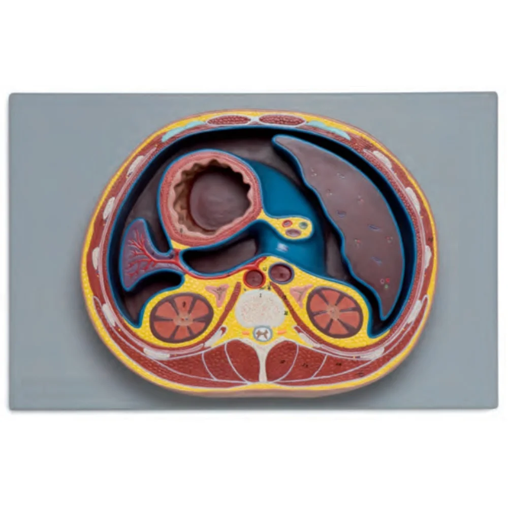 

Abdominal Transection Model Medical Science Human Anatomy Teaching Simulator Educational Assistance Equipment for Medicine Colle