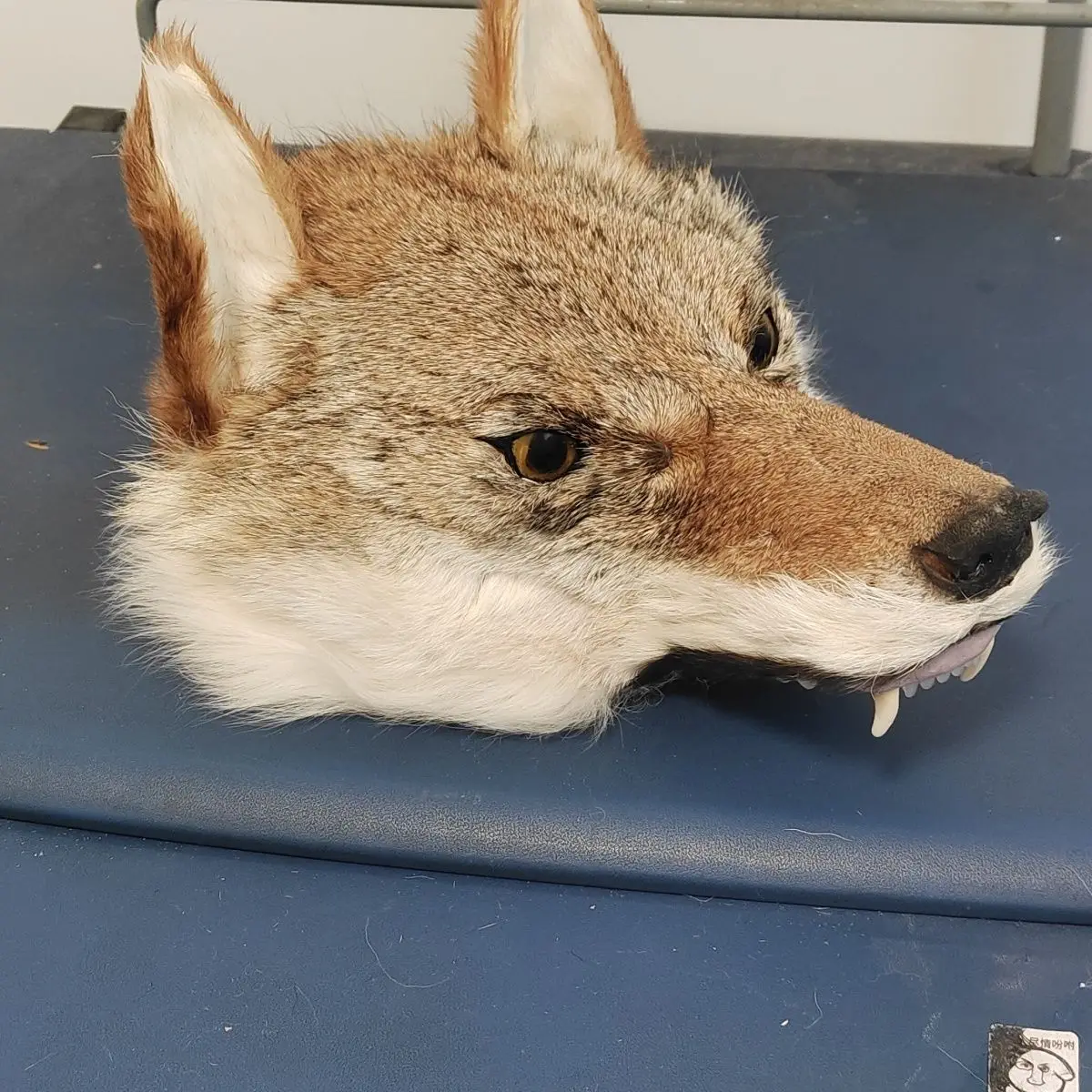 tete-de-loup-realiste-faite-a-la-main-chapeau-de-fursuit-semi-fini-cosplay-halloween