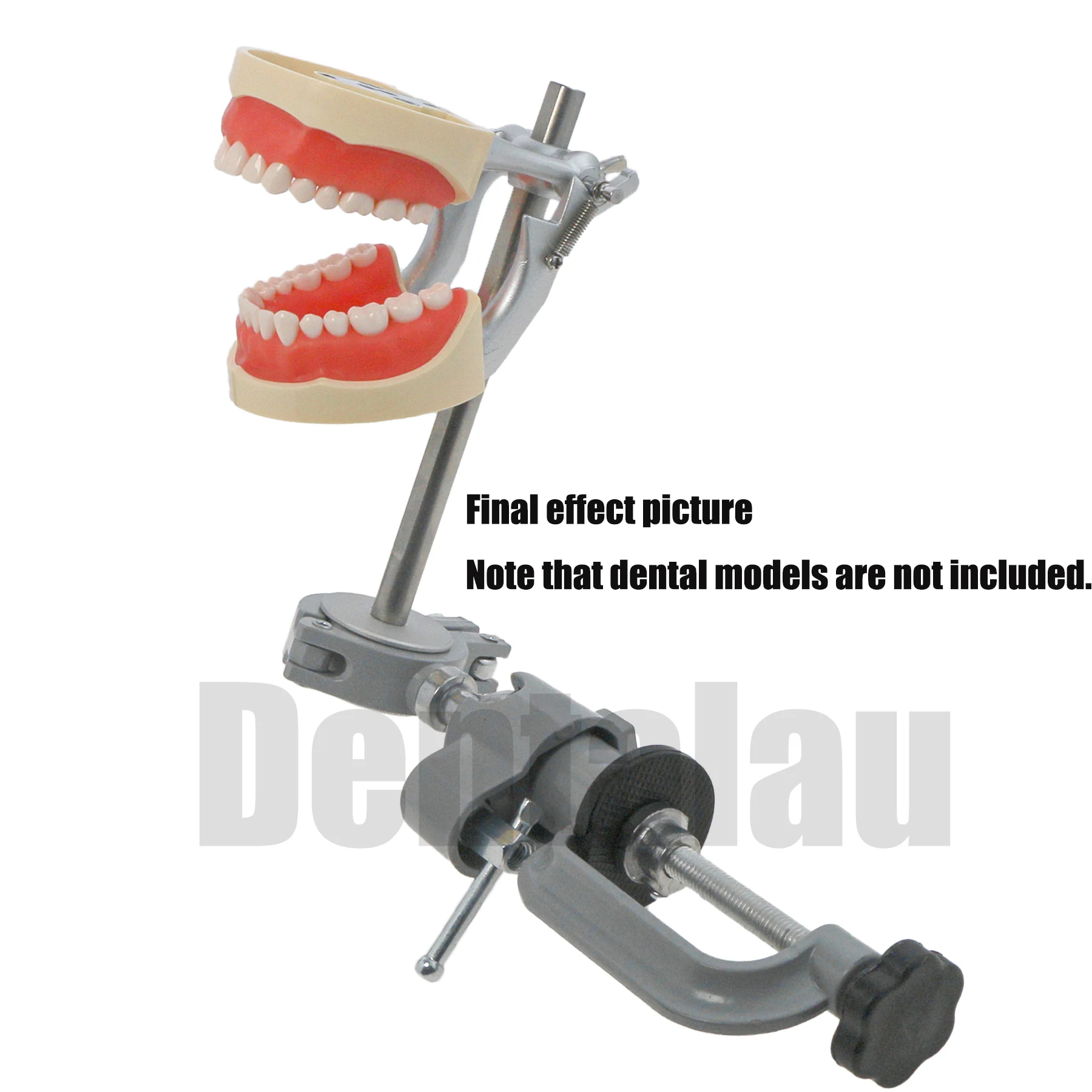 Dental Typodont Teeth Model Compatible Kilgore NISSIN 200 Type Removable Preparation Teeth 32Pcs M8012  Mounting Pole Simulation