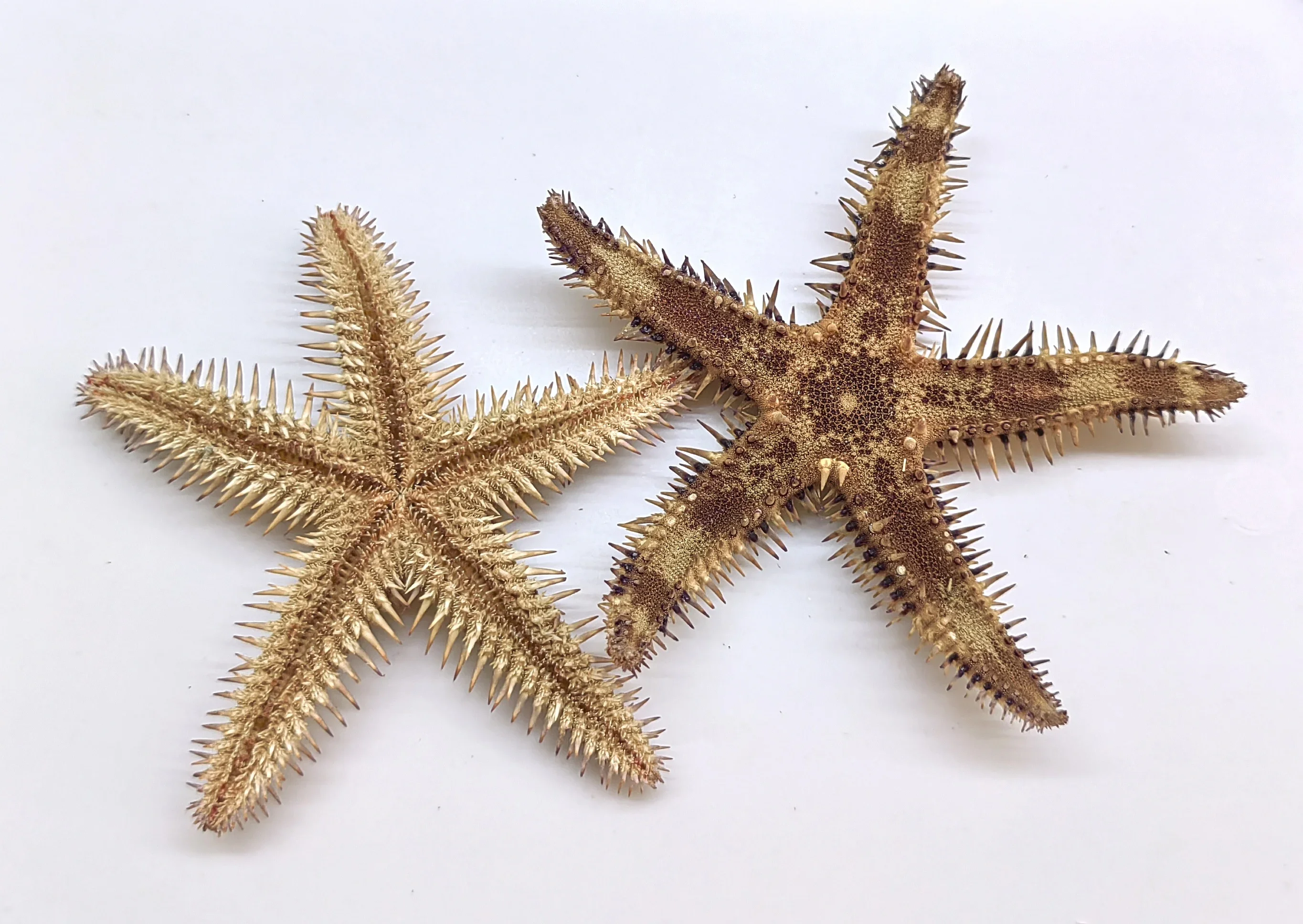 Starfish Natural Shells Conch Fish Tank Aquascape Window Ornaments Creative Home Crafts Nautical Home Decor Seashells Sea 8-9cm