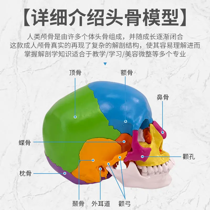 يمكن تقسيمها إلى 22 قطعة 1 إلى 1 بالحجم الطبيعي نموذج جمجمة ملونة تشريح الجمجمة الطبية الجمال طب الأسنان عن طريق الفم #6