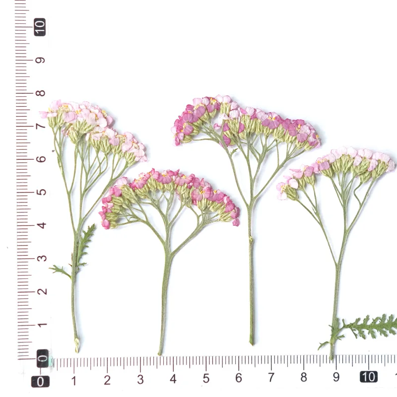 5-8cm/24szt, natura gałąź Yarrow prasowany suchy kwiat, DIY naklejka roślinna twarz płatek makijaż kwiat lampa biurkowa świeca dekoracja domu