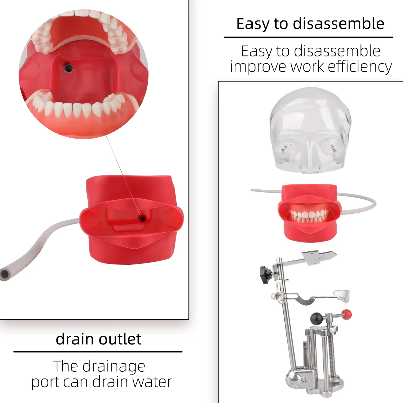 Dental Simulator Simple Manikin Phantom Dental Head Model Dentist Teaching Practice Tool Installed On The Desk Of The Dental