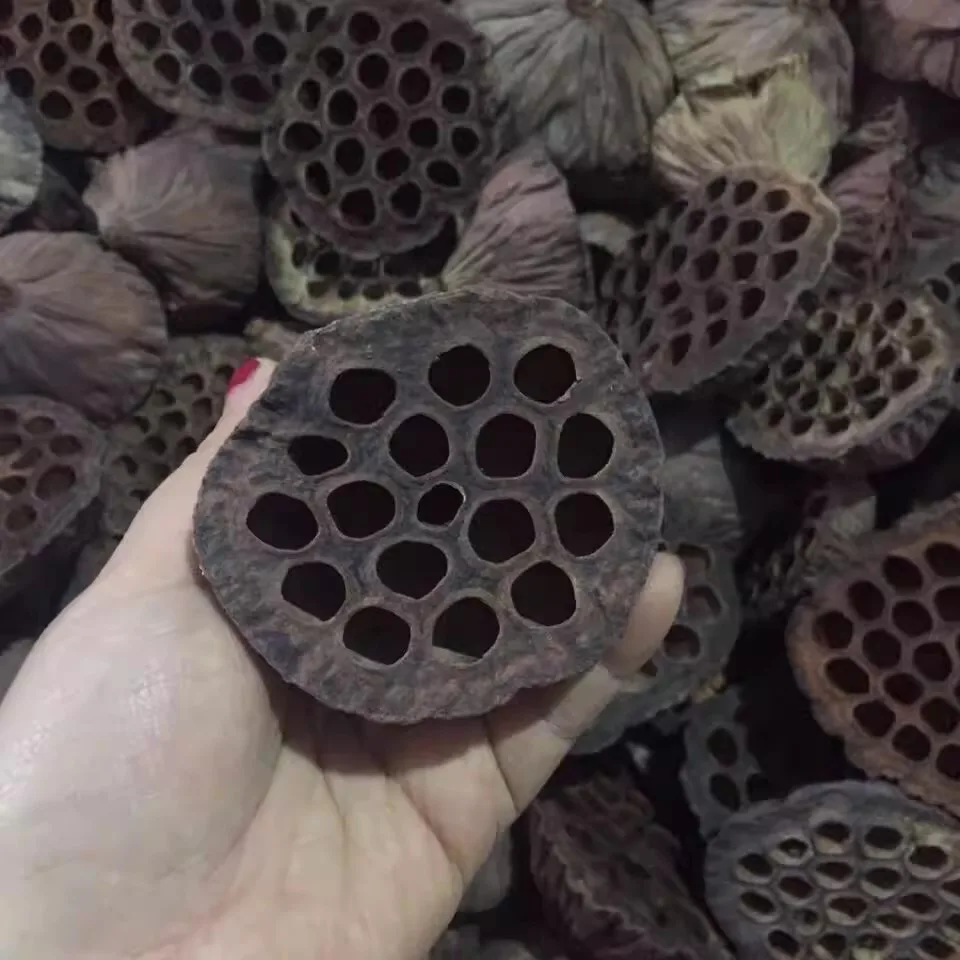 Natural Dried Brown Lotus Flowers Preserved Mini Flower Crafts for Home Decoration Diy Crafting Accessories 1pcs