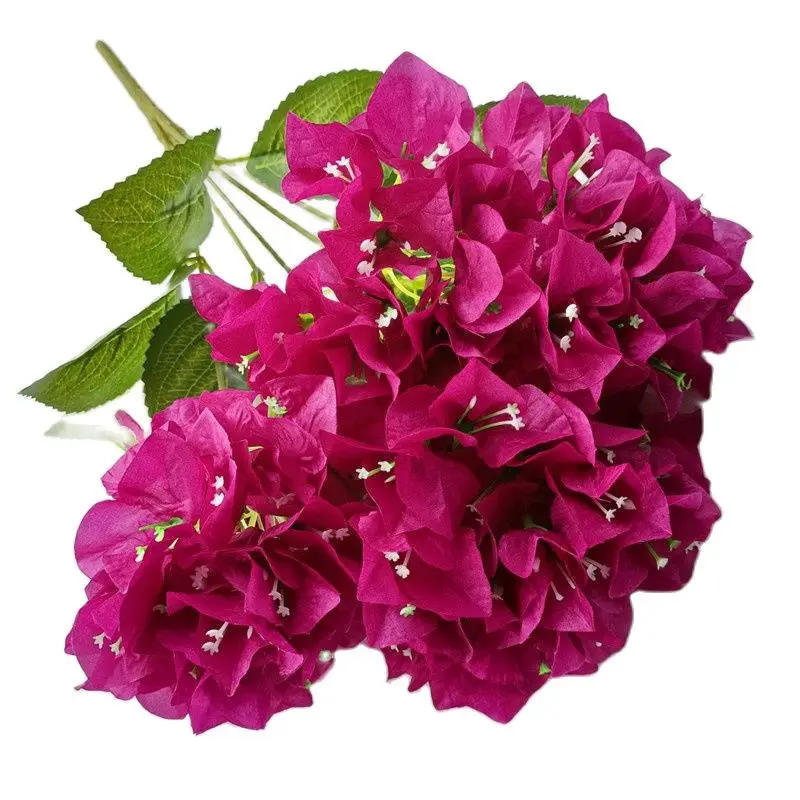 yZ[zVÑu[QrAEOȗAԂ̃u[QrAEXyN^rX̖؂̌sAEFfBOt[AWgpA6F