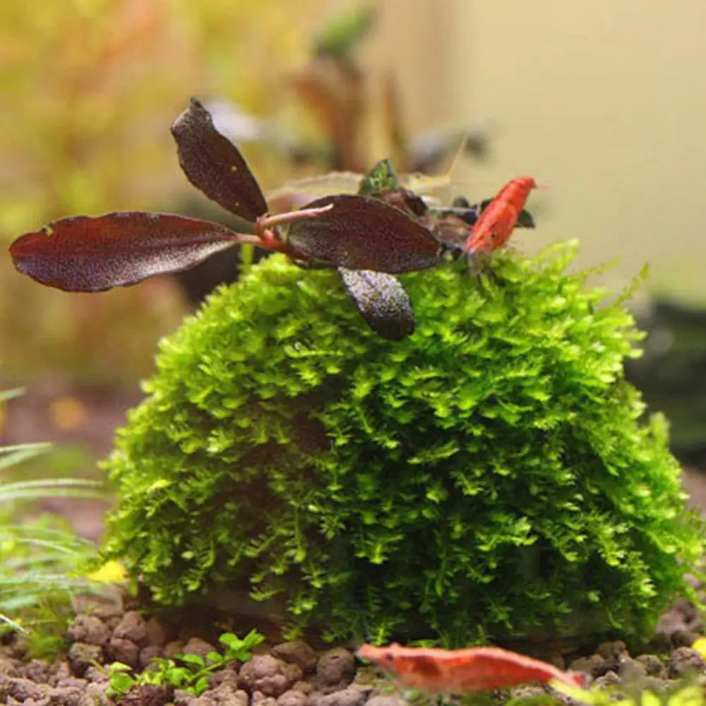 Safe Nutritious Marimo Moss Ball Filter Live Aquarium Plants Fish Shrimp Tank Pet Decor Supplies