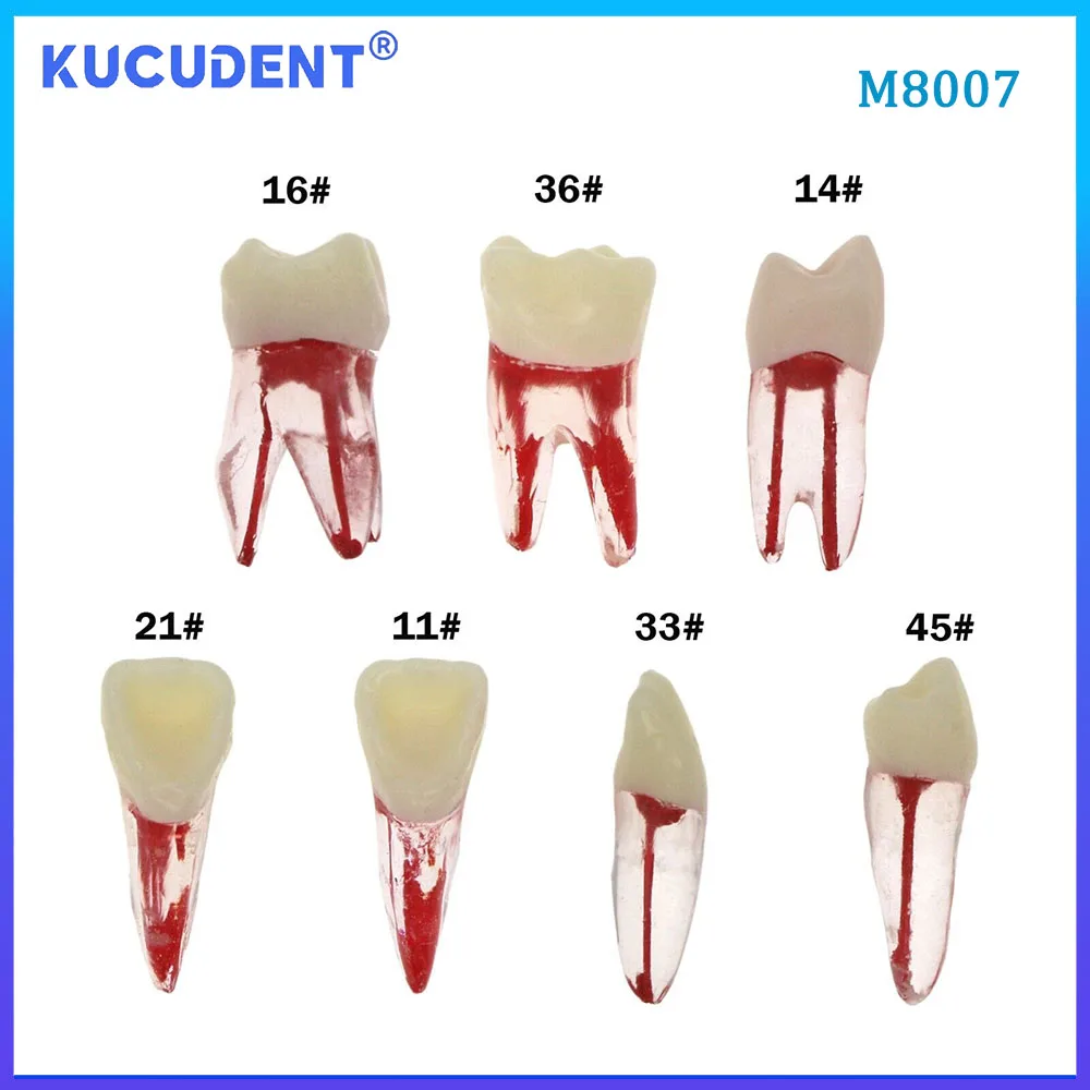 KUCUDENT ทันตกรรม Endodontic Root Canal RCT ฝึก Endo ฟันฟันรุ่น M8007 Pulp Cavity สําหรับทันตกรรมการศึกษาการสอน