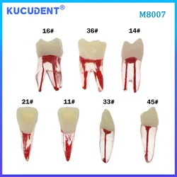 KUCUDENT Dental Endodontic Root Canal RCT Practice Endo Teeth Tooth Model M8007 Pulp Cavity for Dentistry Study Teaching