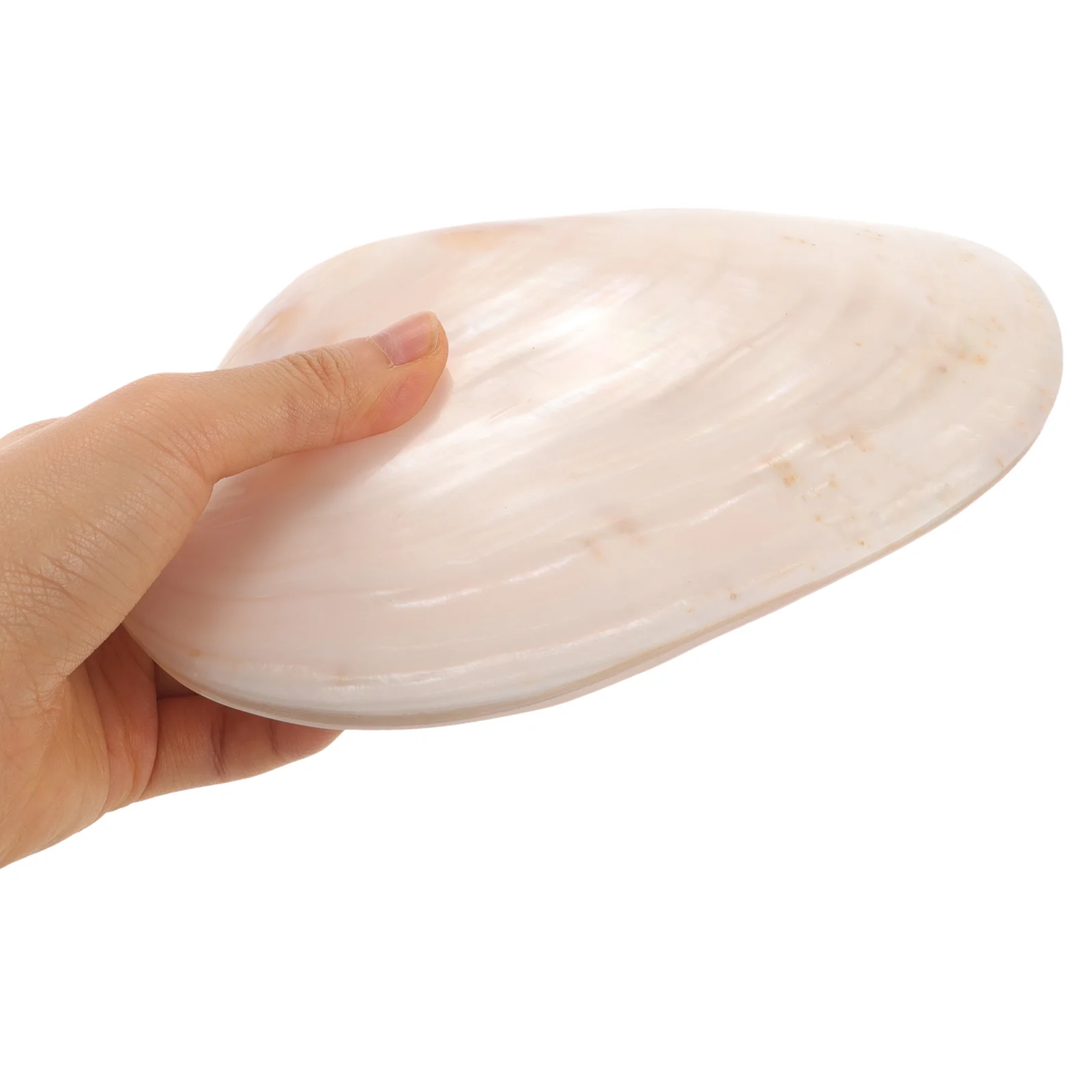 

Exquisite Natural Clam Shell Fish Tank Decor Smooth Edges Safe for Fish Aquarium Ornament Clam Shell Decoration