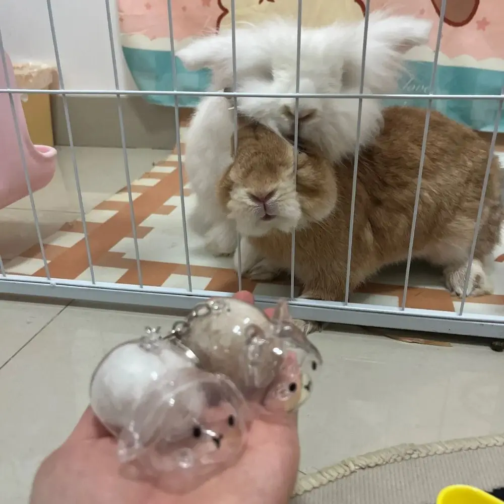 Transparent Pet Hair Storage Keychain Keyrings Memorial Hair Container Rabbit Hair Collector Organizer Pendant Bag Charm