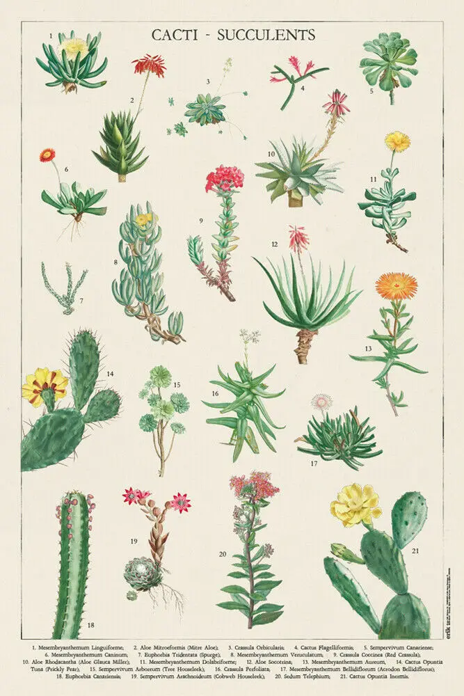 21 Botanical Cacti - Educational Botanical Names Art Picture Print Silk Poster Home Wall Decor