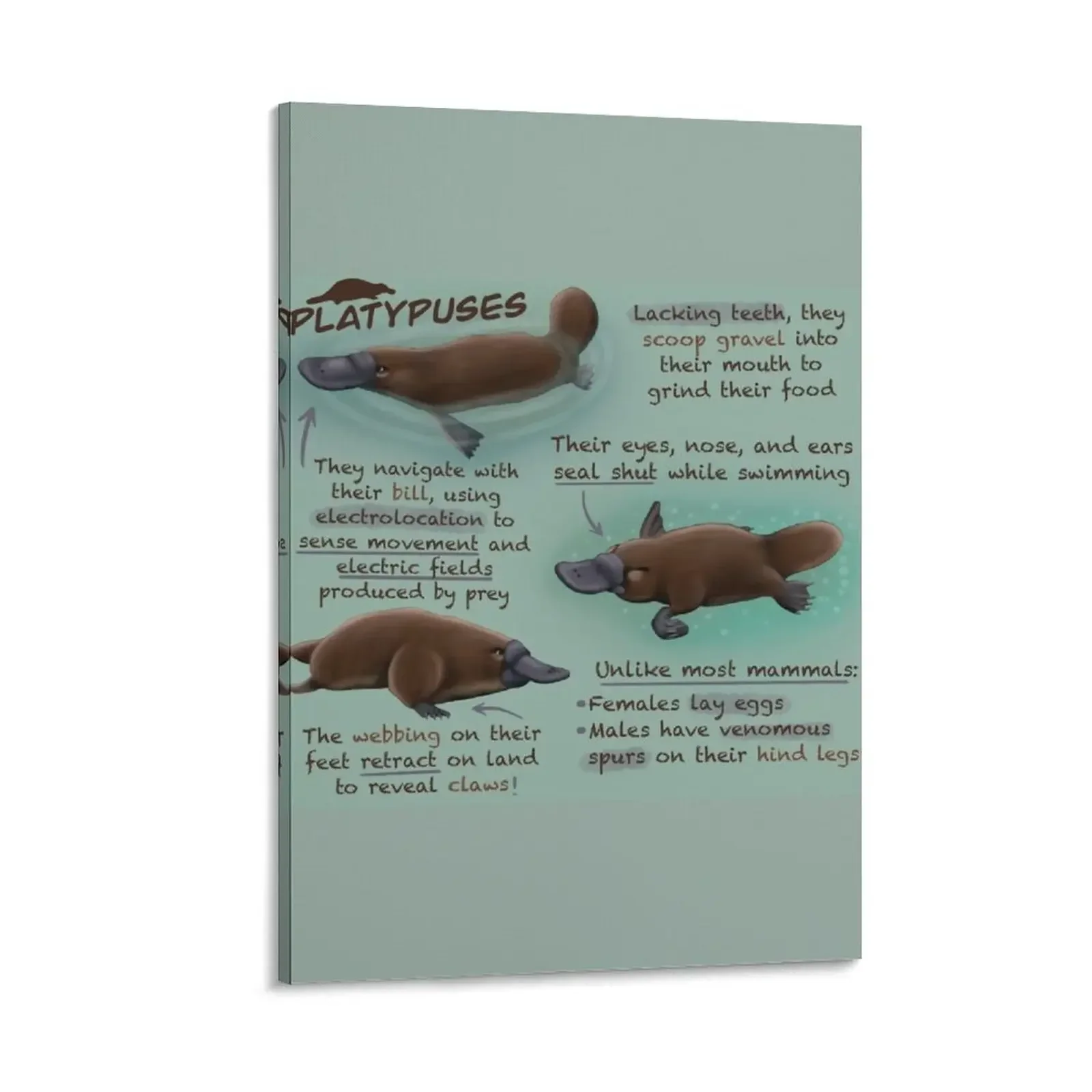 

Platypuses Fun Facts Canvas Painting Paintings pictures for wall Decoration