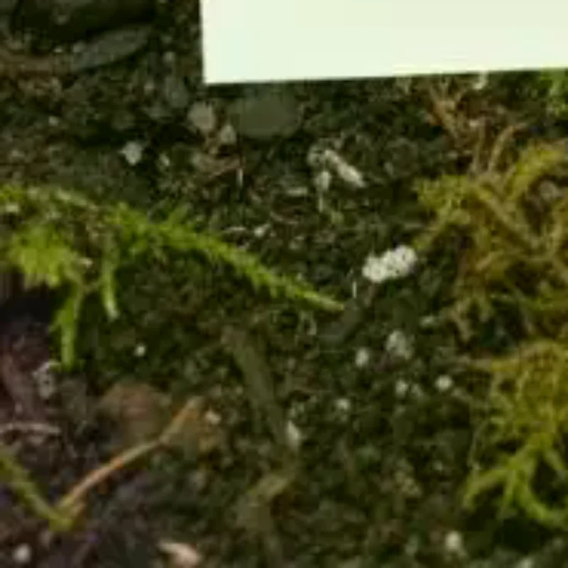 

1:12 Miniature Simulation Flower Pot Green Plant Potted Model Dollhouse Home Decoration Micro Landscape Scene Ornament