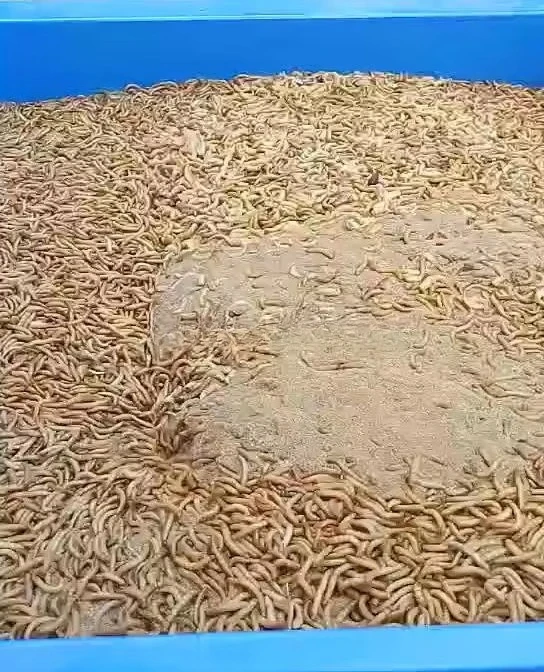 Adult Mealworm Separator Mealworm Sorting Machine Dust-Free Mealworm Screening Tenebrio Molitor Machine Price