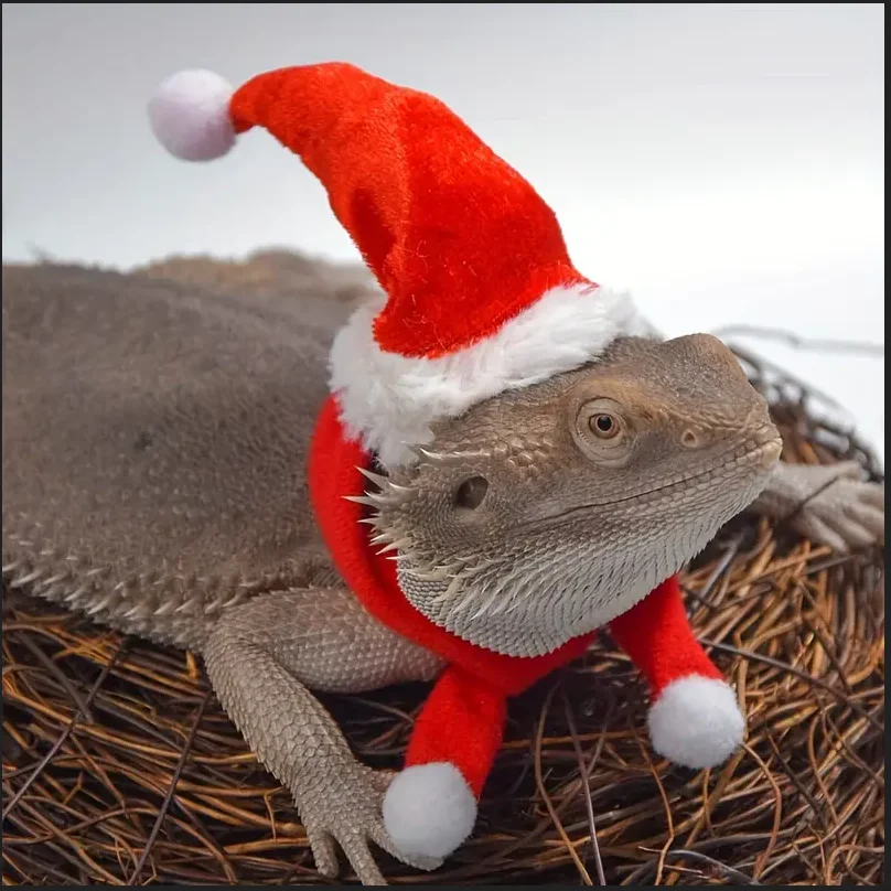 2pcs/set Lizard Christmas Hat And Scarf For Lizard Snake Dragon Small Animal Costume,