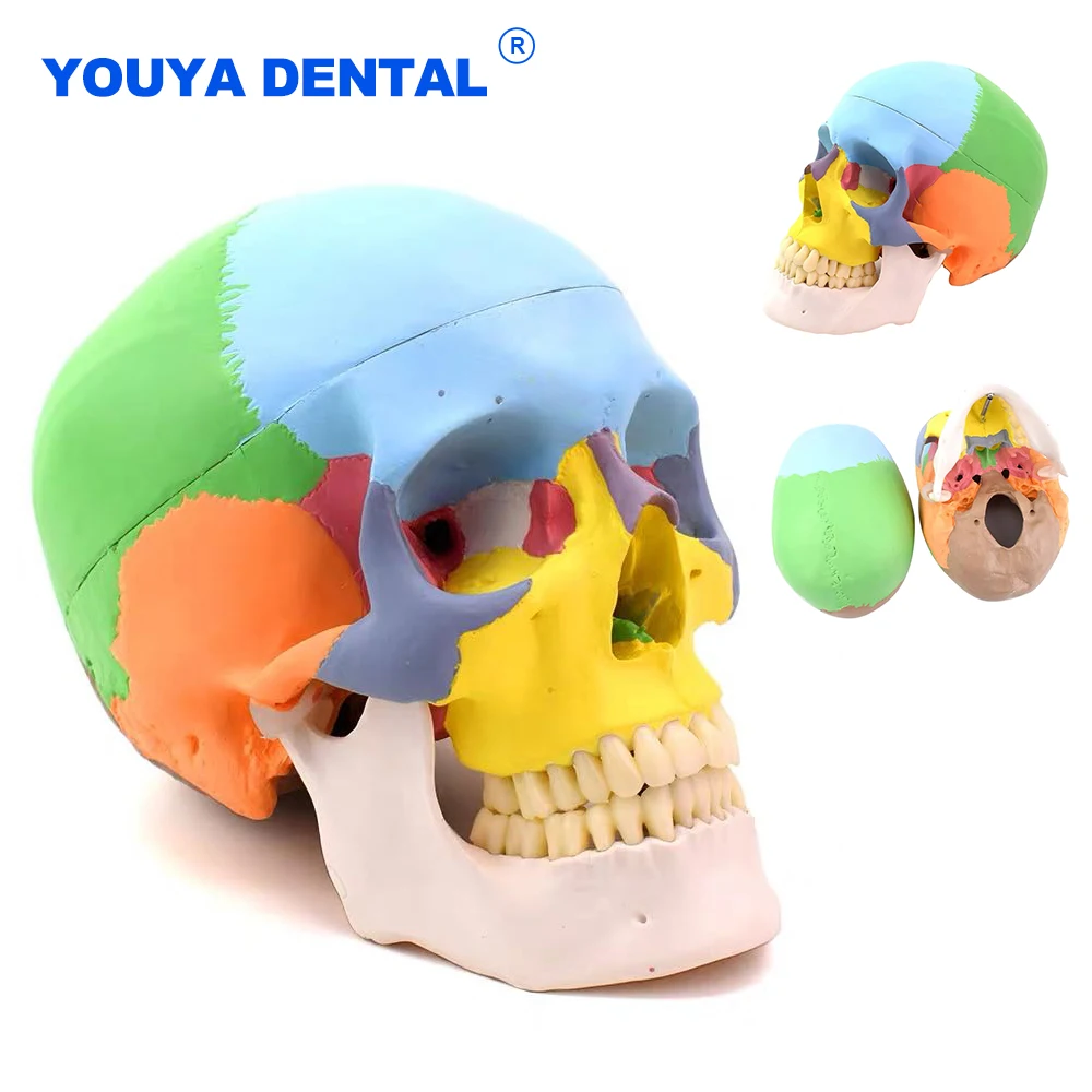 Anatomical Head Skull Model Human Adult Detachable Medical Skeleton Anatomy Removable Art Model For Tooth Teaching Studying