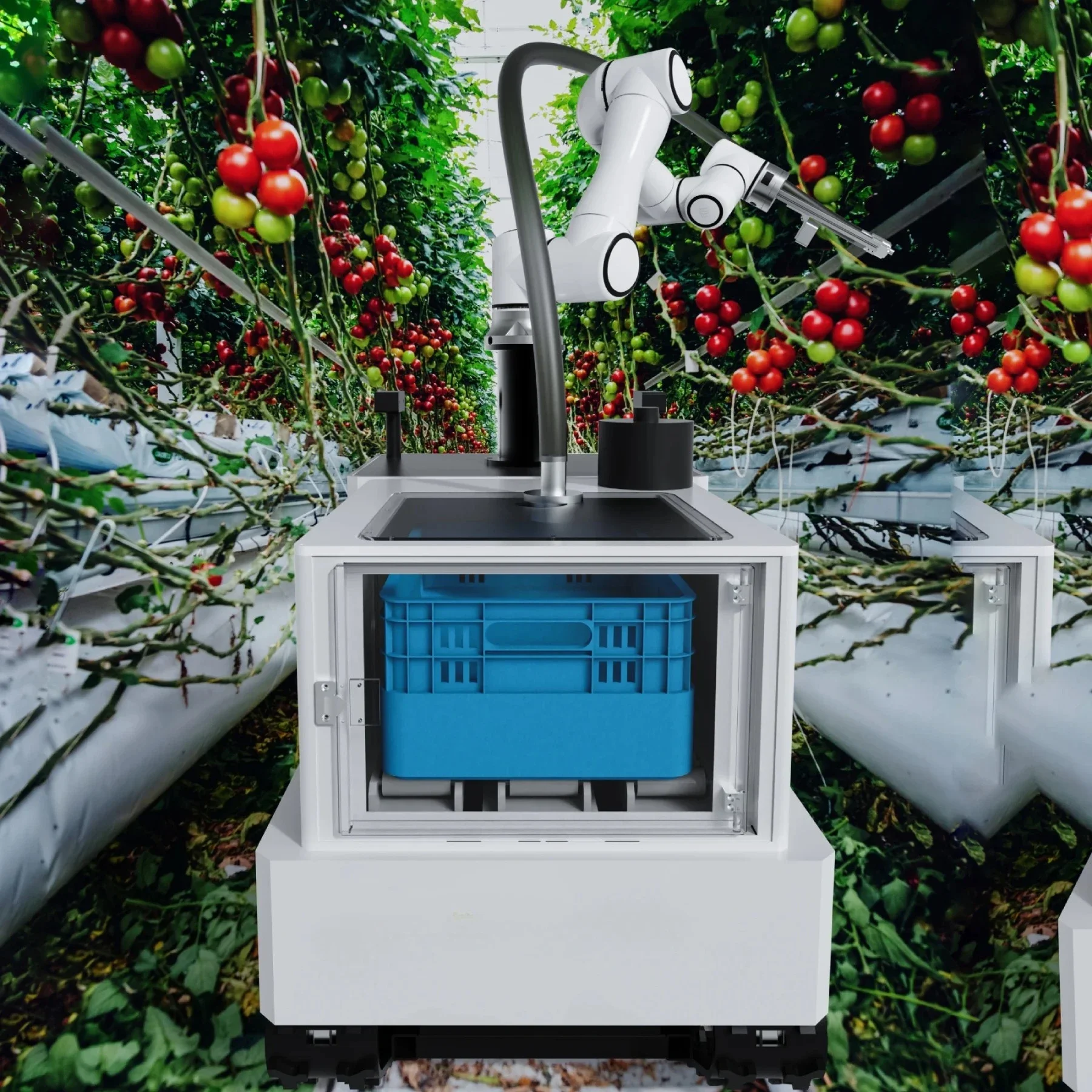 Best Chilli Olive Tomato Harvester Collaborative Robot For Aggriculture Harvesting
