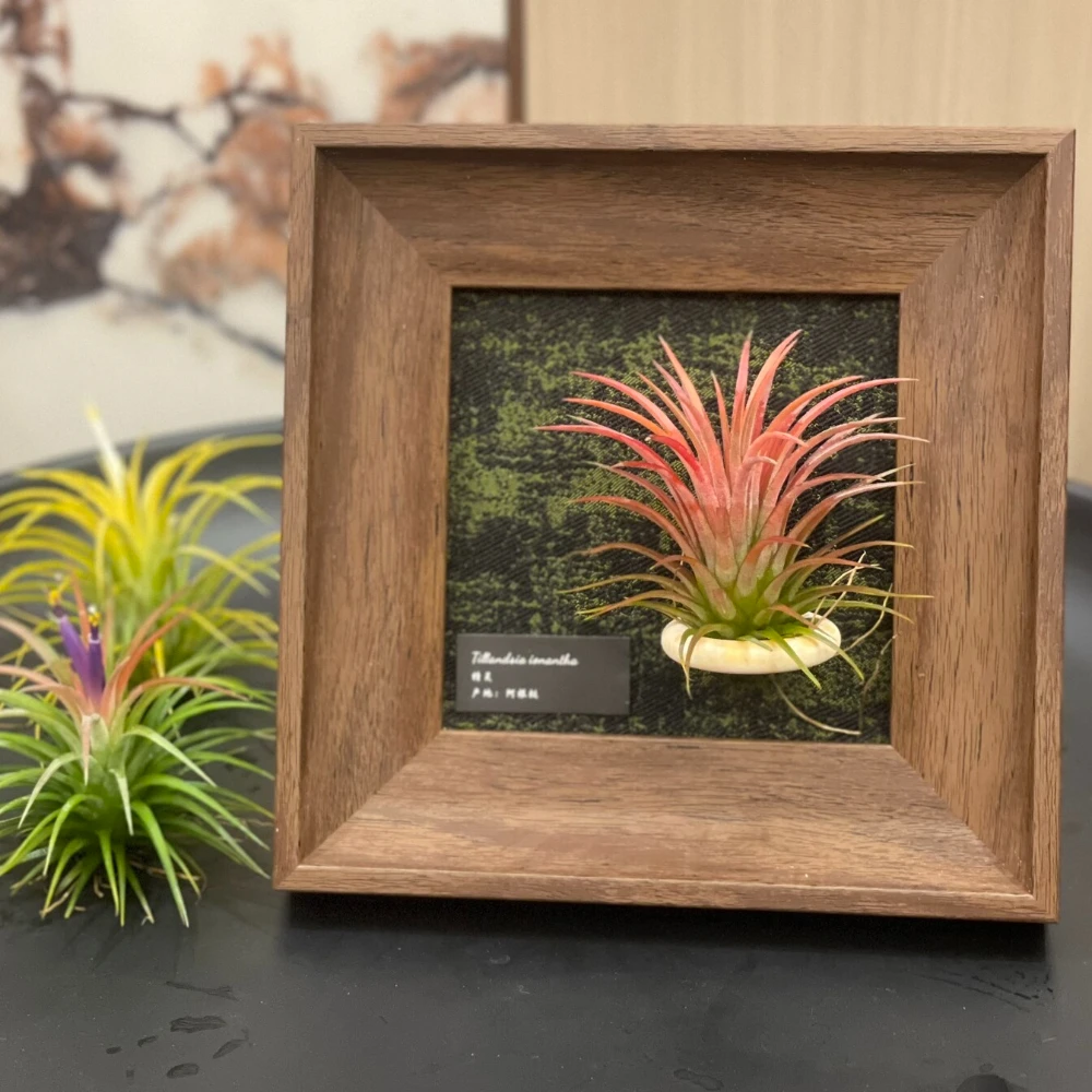 

Air Pineapple Decorative Photo Frame Office Desktop Plant Photo Frame Ornaments Home Cafe Shop Wall Painting Plant Photo Frame