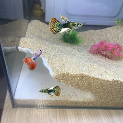 Aquarium Cave Oasis Corner Cave-Cozy Hideout for Terrarium and Aquarium Pets. Perfect hideout for Snakes, Lizards,Spiders &Fish