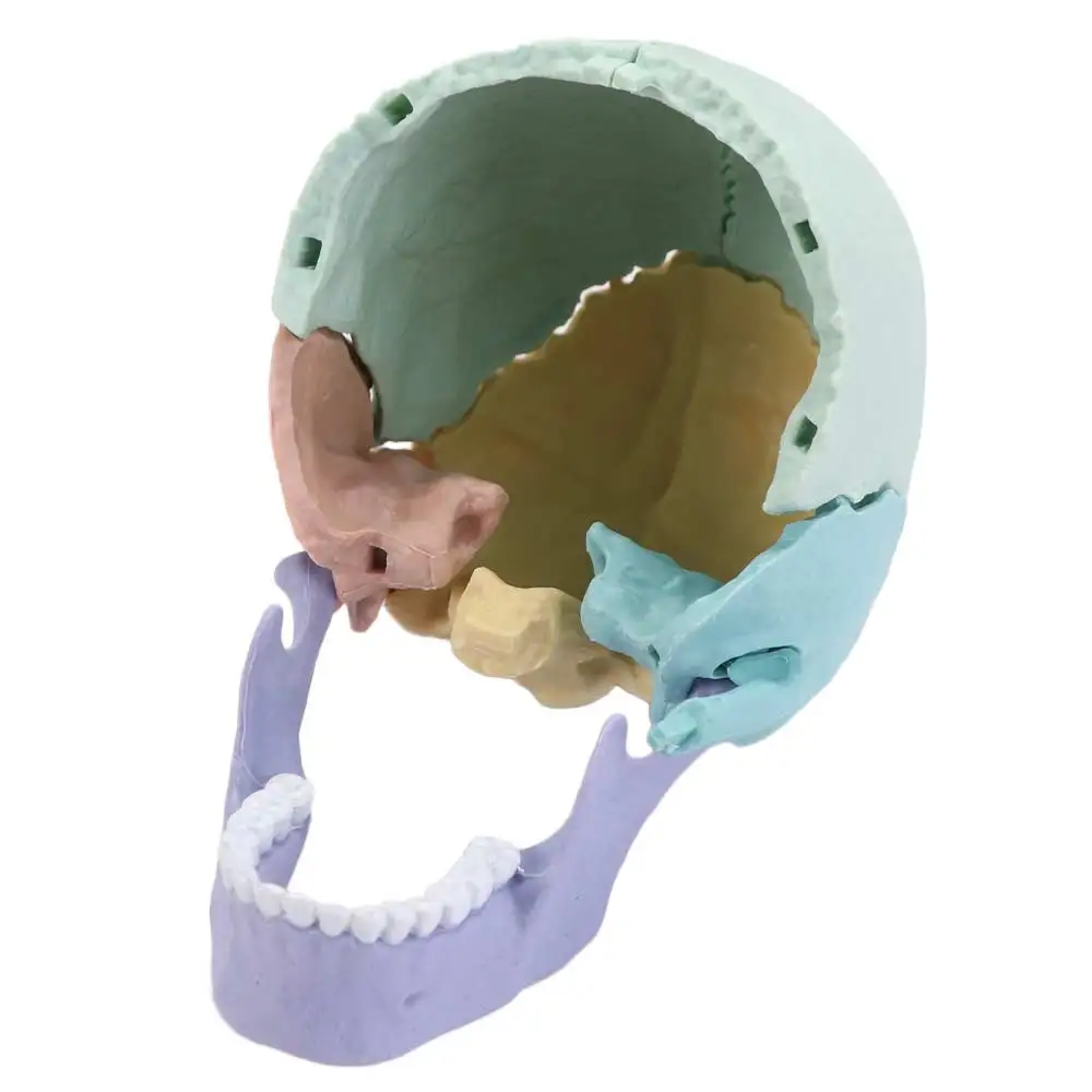 Skeleton Art 1:2 Skull Model 4D Dental Anatomy Skull Model 8 Color Detachable Human-Skull Model Human Anatomy