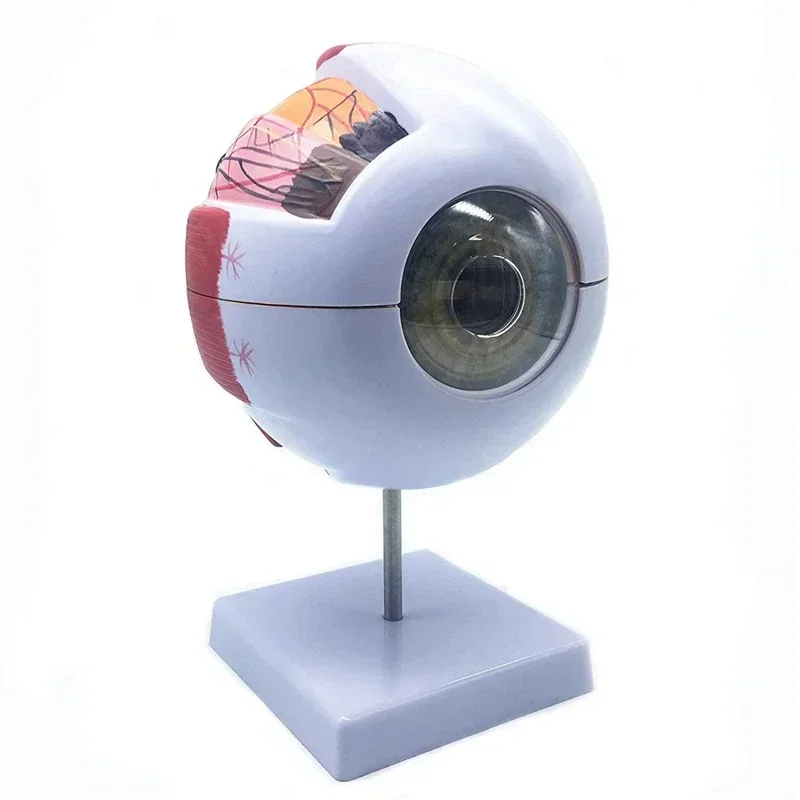 Human Eyeball Model Eye Magnification Model Eye Anatomy Model School Teacher Guides Human Eyeball Teaching Models Medicine