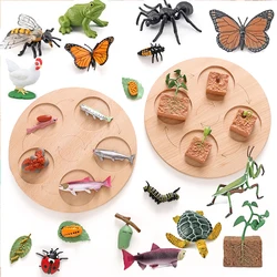 Animal Life Cycle Board Children Toys Montessori Teaching Aids Plant Animal Growth Cycle Model Set preschool cognitive Toys