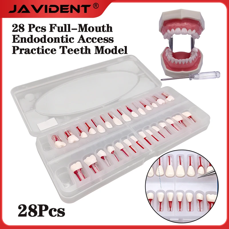 28pcs/set Dental Endodontic Teeth Model Full Mouth Root Canal Practice Study Model Endo Teeth Block Training Teaching Material