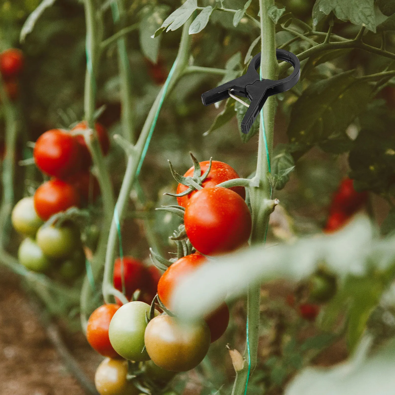 

100Pcs Clear Plant Clips for Climbing Plants Plastic Garden Supports Easy Use Plant Clips for Climbing Plants Clear