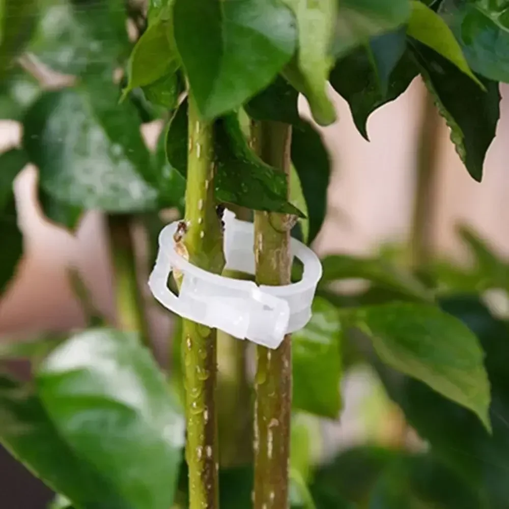 50-200 pezzi clip di supporto per piante in plastica vite per piante riutilizzabile collega lo strumento di fissaggio innesto di pomodori vegetali protegge le forniture da giardino