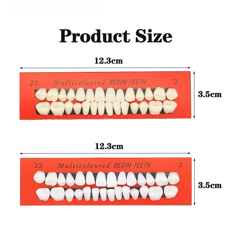 Plastic Teeth for Dental Practice; Wear-resistant, Durable Resin Teeth; Dentures for Teaching Models of Dental Materials