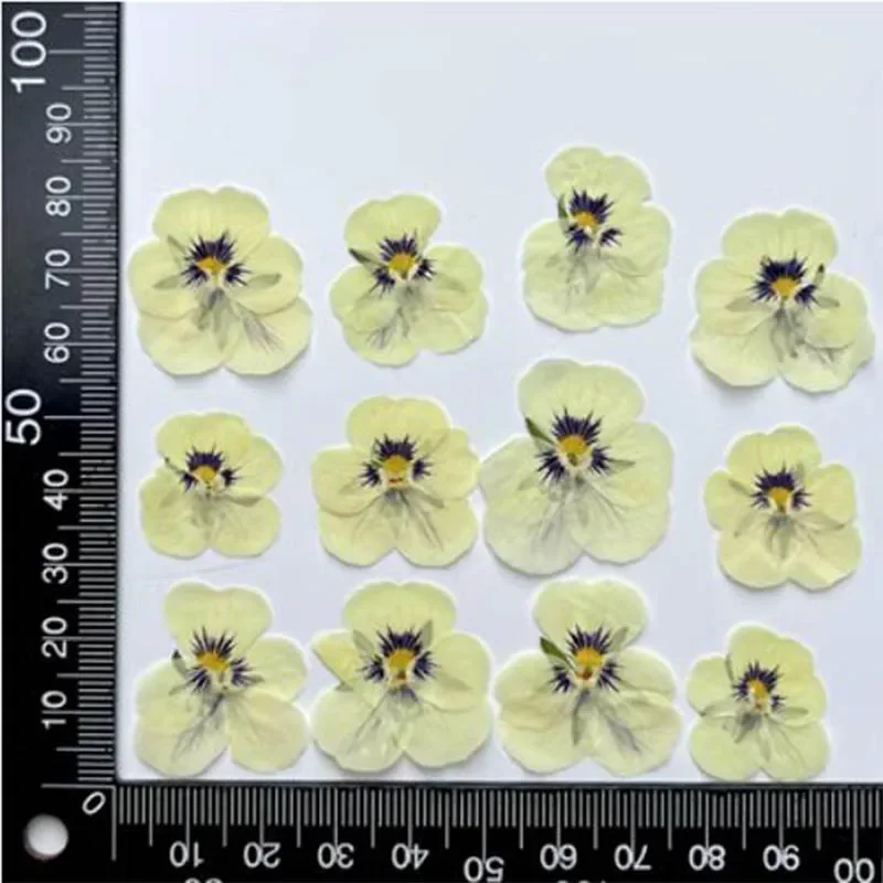 المجففة بانسي فيولا تريكولور L الضغط ، 60X زهرة النباتات العشبية للمجوهرات ، بطاقة بريدية ، المرجعية ، قضية الهاتف ، سجل القصاصات ، DIY بها بنفسك