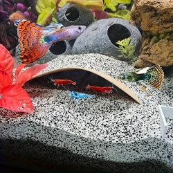 Aquarium Pocket Cave - A covert shelter for your bottom dwellers For Aquatic Pets To Breed Play AndRest Fish Tank Ornaments