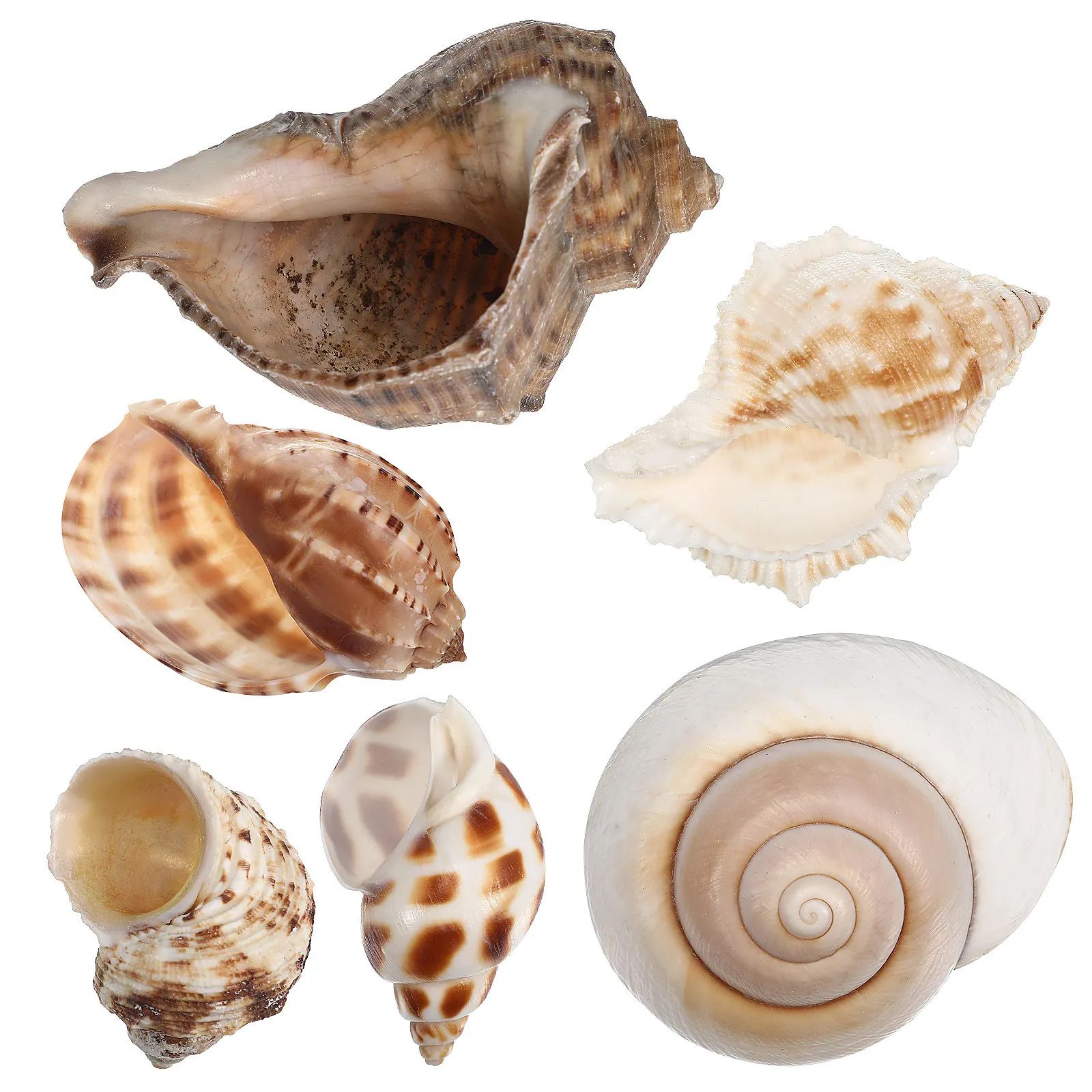 6Pcs Large Natural Conch Shells Hermit Crab Habitat Aquarium Decoration Shells Fish Tank Ornaments Conch Shell for Aquarium