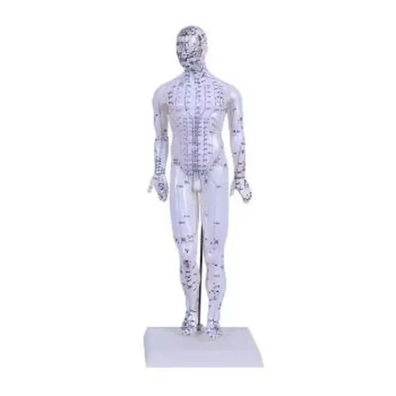 Acupuncture Point Muscle Anatomy Human Body ACUPUNCTURE MODEL 46CM MALE