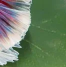 1 Pc Green Leaf Hammock For Betta Fish Stress-Reducing Aquarium-Safe Decor With Suction Cup For Fish Tank Fake Plants Decoration