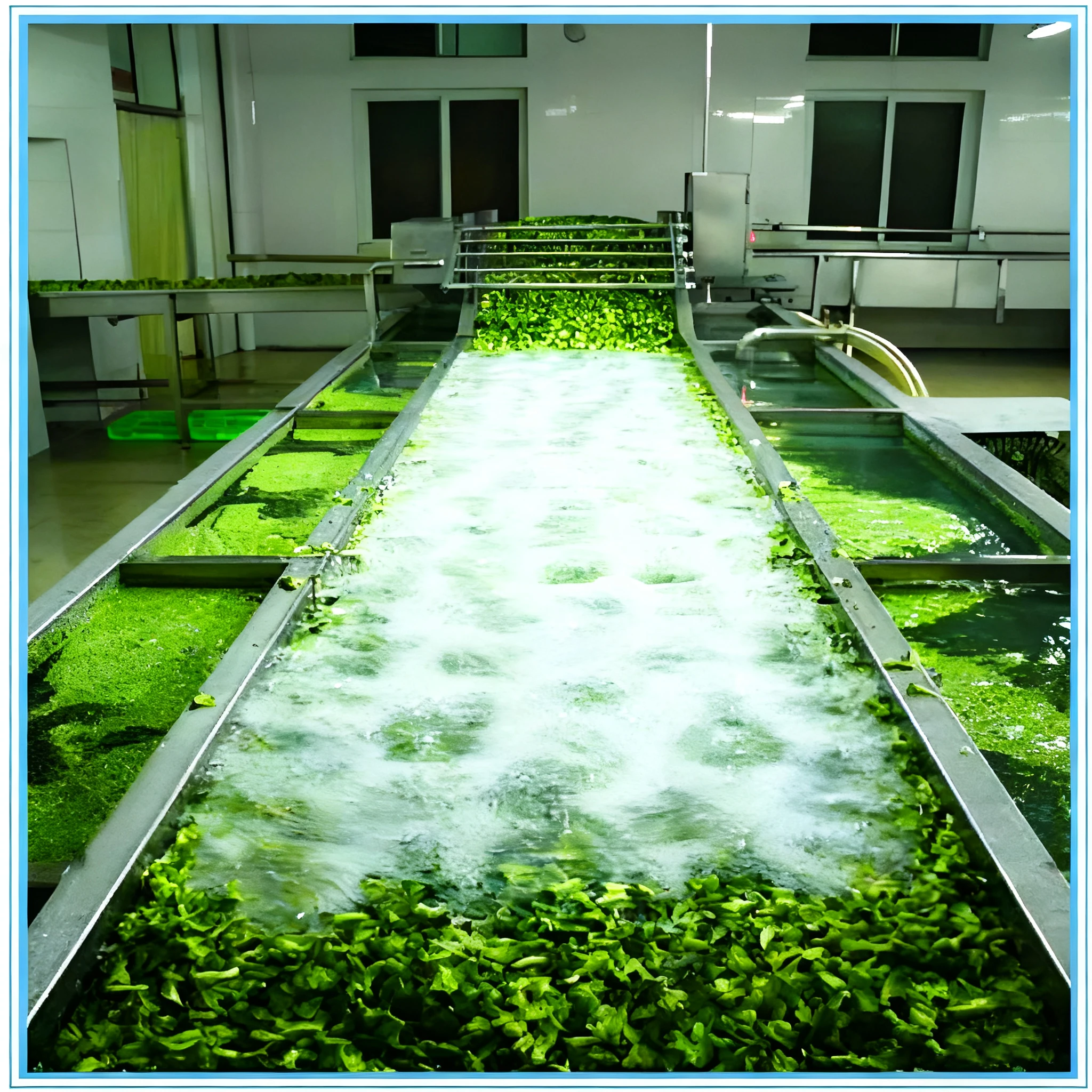 Industrial Fruit & Vegetable Washing Sorting Line - Tomato Washer with Drying Function for Commercial Use