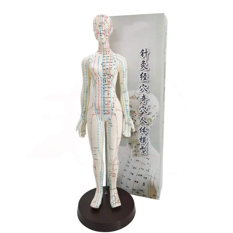 Female / Male Acupuncture Model 50cm with Chinese Points & Base PVC Human Body Acupuncture Model Acupuncture Point Model