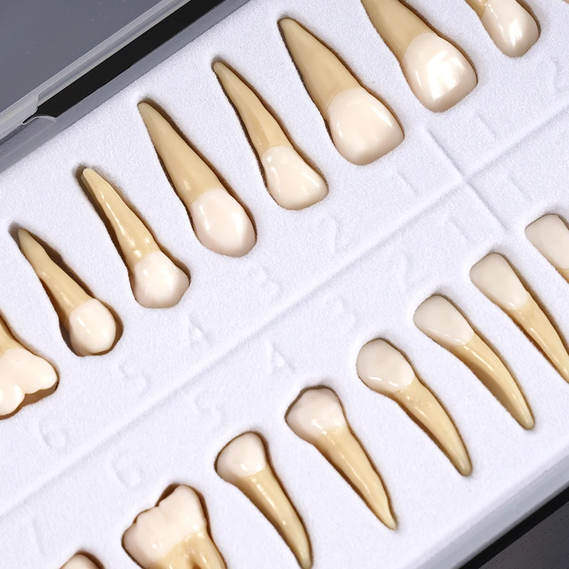 28 قطعة نموذج لشكل الأسنان الدائم محاكاة 1: 1 نموذج أسنان معزول مع الجذر القياسية الكبار أدوات الدراسة التدريس التشريحي