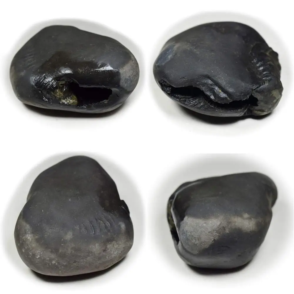 

Wholesale A+ Quality 55-Carat Shaligram Stone from Gandaki River, Nepal - Lord Vishnu Fossil for Devotees