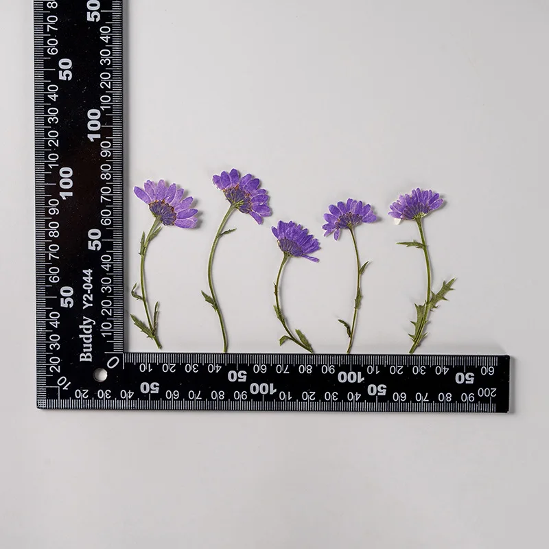 5-8cm/24 Stück, Seitlich Gepresste Kristallchrysantheme mit Zweig, Getrocknete Blumen DIY Handgemachte Aufkleber Fotorahmen Lesezeichen Geschenkkarten-Deko – Detail 21