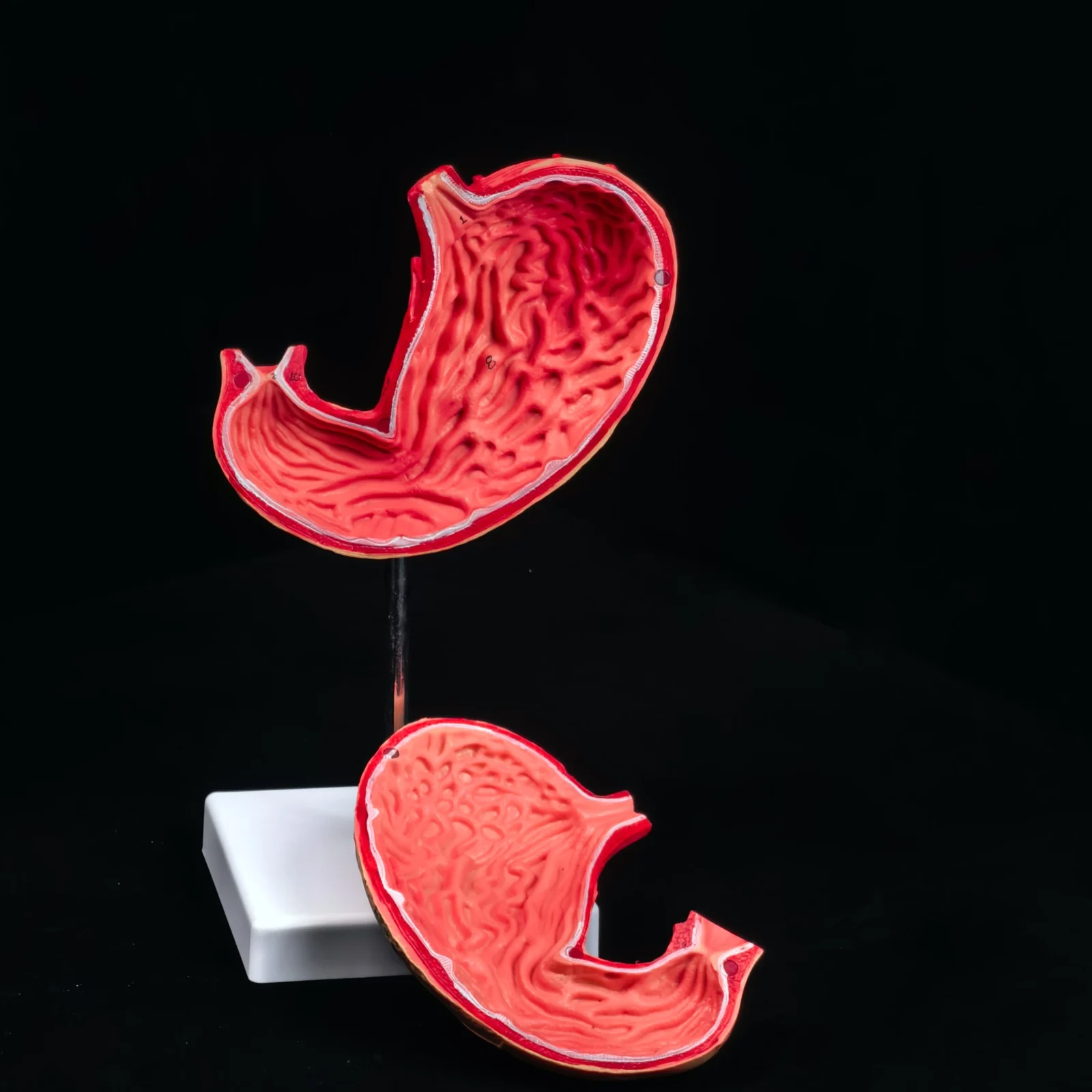 PVC Human Stomach Anatomical Life Size Medical Model Vessels and Vagus Nerve Learning 2 Parts