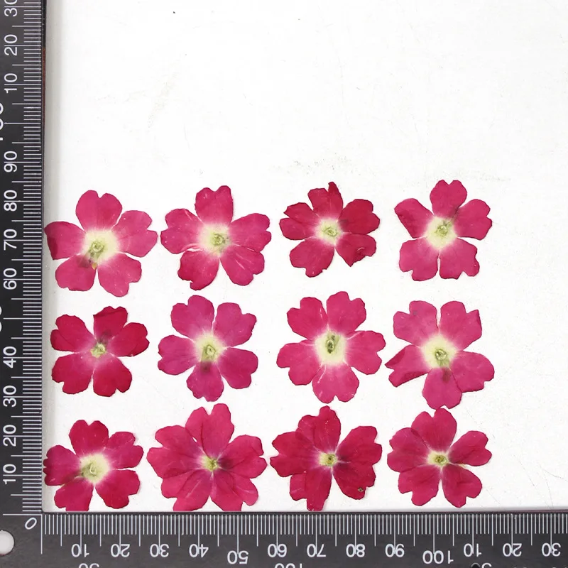 12 Stück, echte getrocknete Blumen, Prägematerialien, DIY-Zubehör für Epoxidharz, für Handyhüllen, Nagelkunst, Gesichtsaufkleber, handgefertigte Dekoration – Detail 17