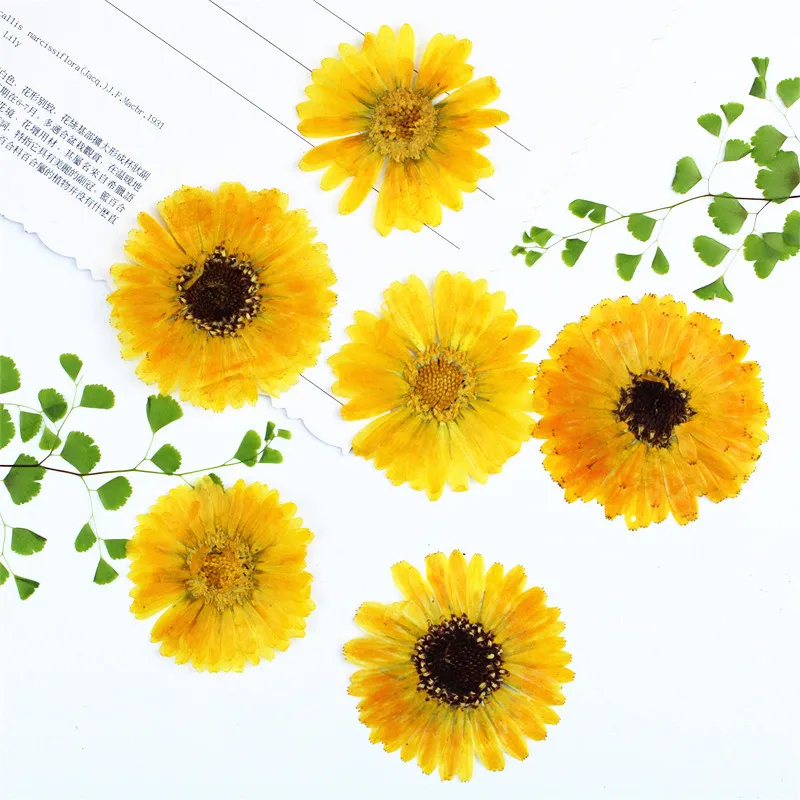 

48Pcs Natural Plant Specimens, Calendula Series Plant Specimens, Real Flowers, Dried Flowers, Pressed Flowers, Resin Phone Case, Bookmarks, Children's Desk Lamp Stickers, Decorative Items