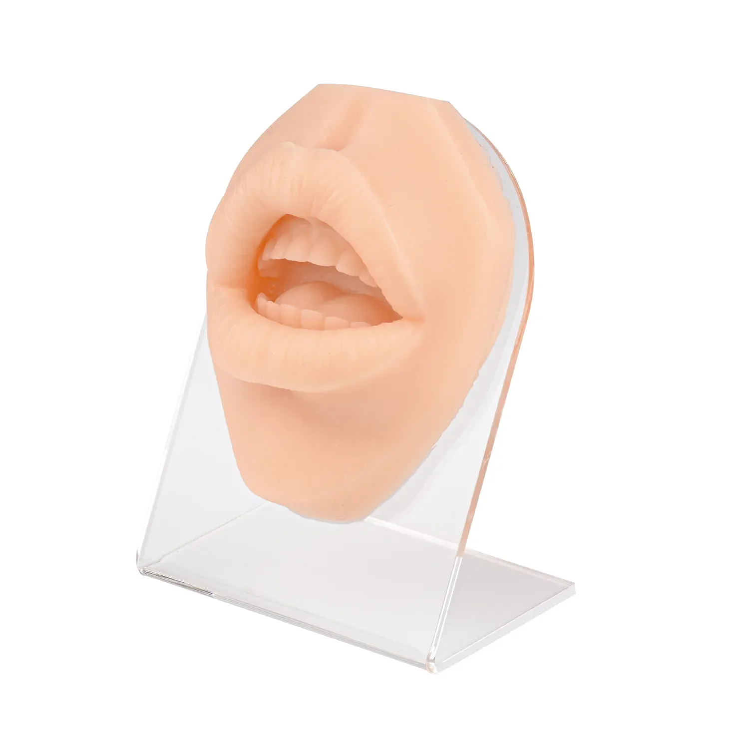 Ultrassist Silicone Lip Piercing Practice Model with Ring Display Stand