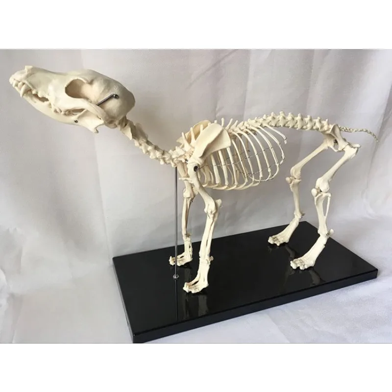 dog-skeleton-model-animal-dog-skeleton-veterinary-teaching-aid-dog-skeleton-canine-teaching-pet-head-and-tail-can-be-removed