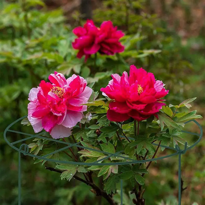 Peony Stakes Plant Support Stakes Peony Cages Rings 4X Metal Frame Flower Rings Upright Flower Protection Gardening Supplies For