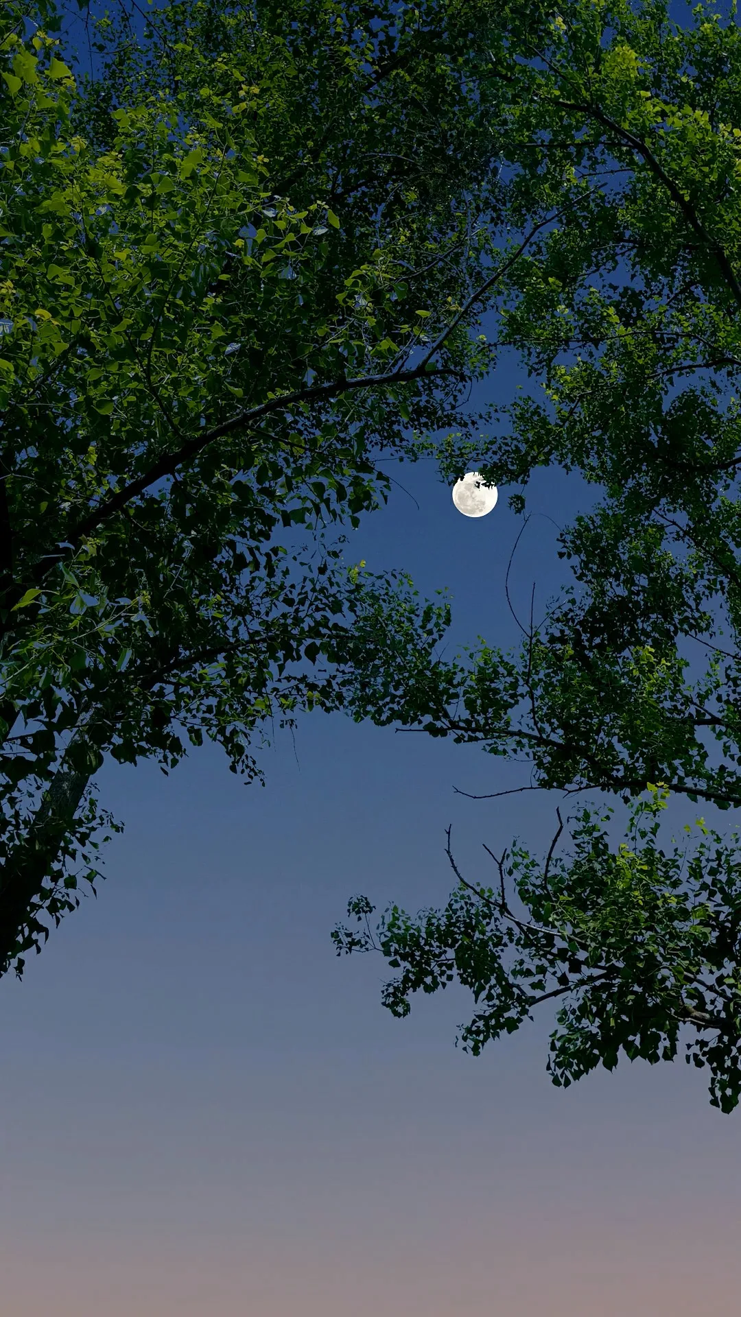 Komplettes vorderes und hinteres Portalachsen-Set für 1/24 RC Crawler Car Axial SCX24 Gladiator Bronco C10 Deadbolt JLU