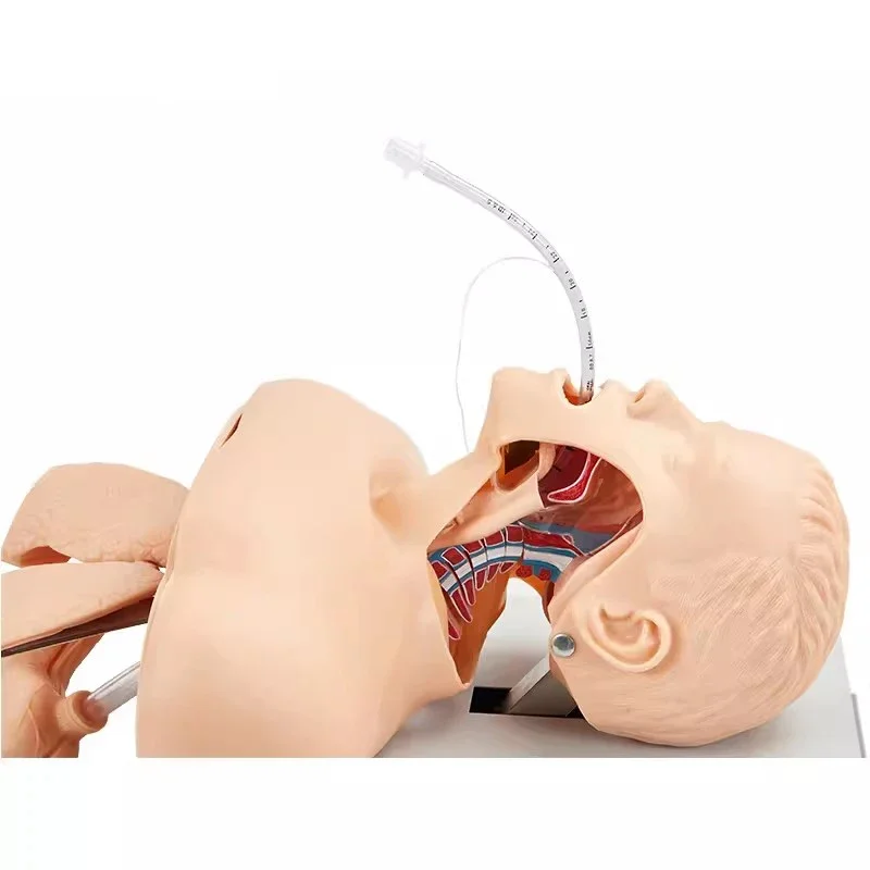 Human Tracheal Intubation Training Adult, Oral Nasal And Airway Management, Emergency Model